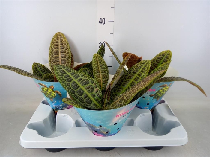 <h4>Labisia obtusifolia 'Kura Kura'</h4>