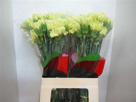 <h4>Di St Jungle</h4>