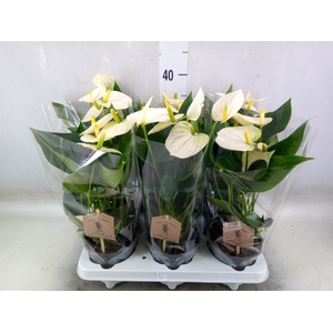 Anthurium andr. 'Cocos'