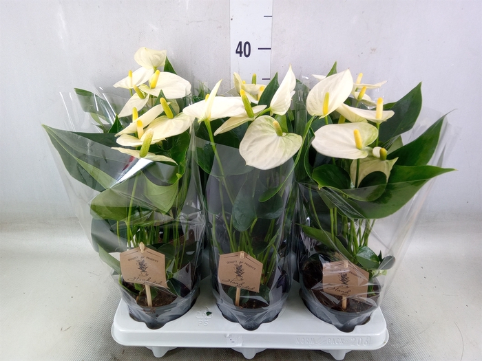 <h4>Anthurium andr. 'Cocos'</h4>