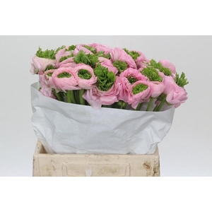 Ranunculus Clooney Festival Pink