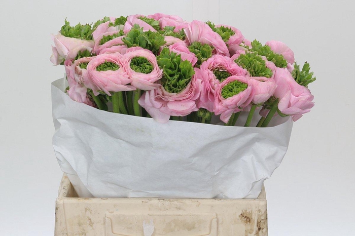 <h4>Ranunculus Clooney Festival Pink</h4>