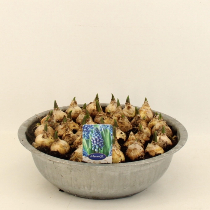 <h4>MUSCAR CAROLA</h4>