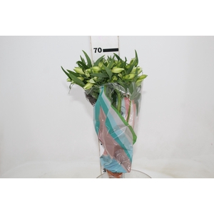 ALSTROEMERIA  AKEMI 070 CM