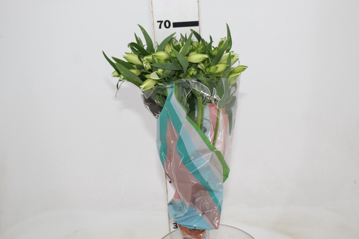 <h4>ALSTROEMERIA  AKEMI 070 CM</h4>