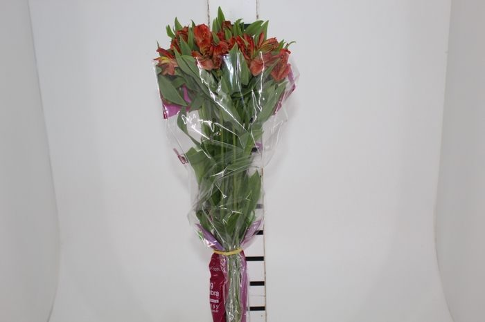 <h4>ALSTROEMERIA CINNAMON 080 CM</h4>