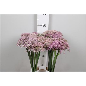 Allium Pink Jewel