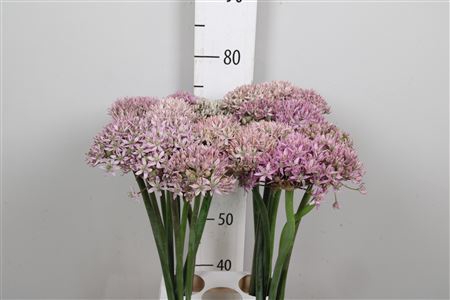 <h4>Allium Pink Jewel</h4>