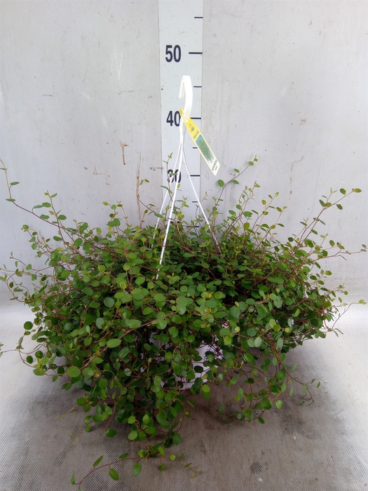 <h4>Muehlenbeckia com. 'Mao'ri'</h4>