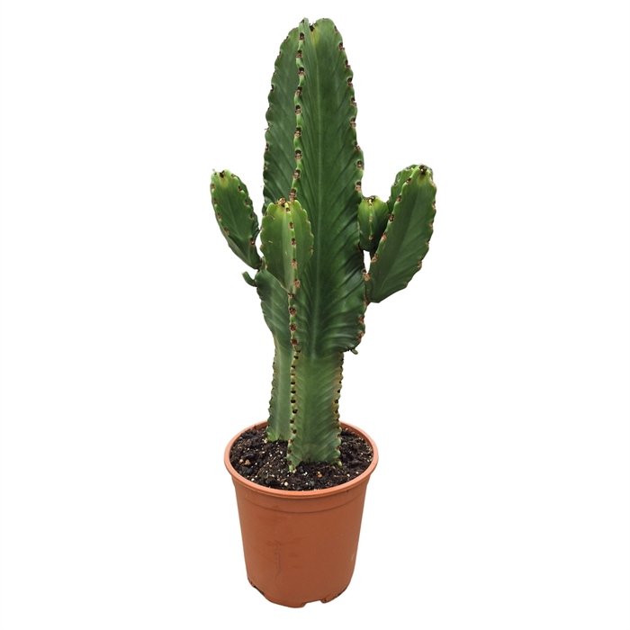 <h4>Euphorbia ingens</h4>