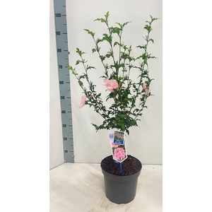 HIBISCUS SYRIACUS