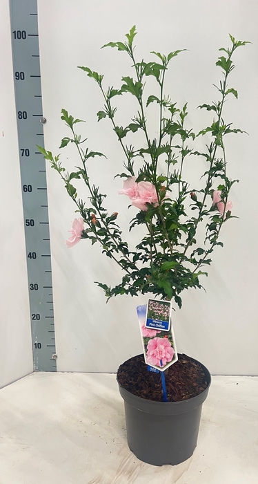 <h4>HIBISCUS SYRIACUS</h4>