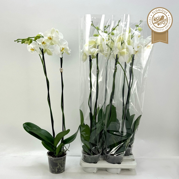<h4>PHAL OV WIT</h4>