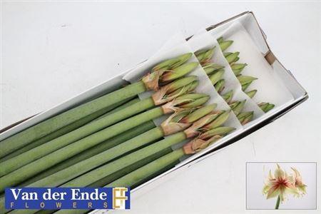 <h4>Hipp (m) Dance Valley</h4>