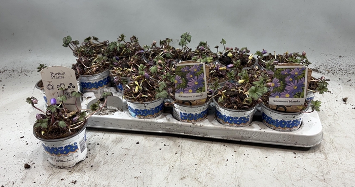 arr8 Anem Bl Blue Shades