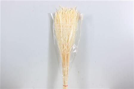 <h4>Dried Rice Grass Bleached Bunch</h4>