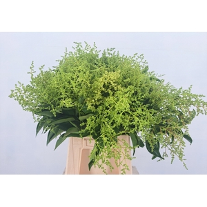 LIGUSTRUM VULGARE