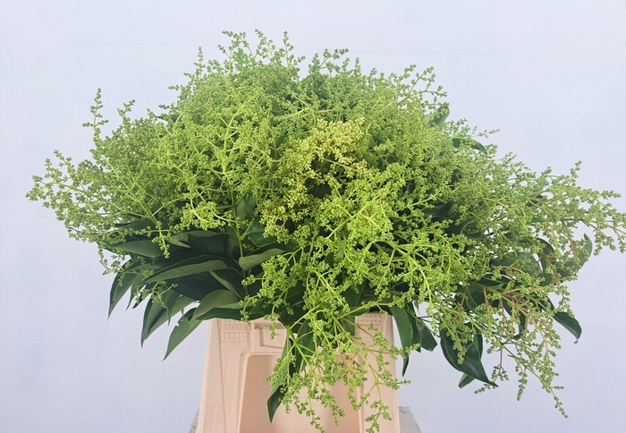 <h4>LIGUSTRUM VULGARE</h4>