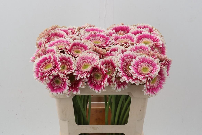 <h4>Ge Mi Dansa</h4>