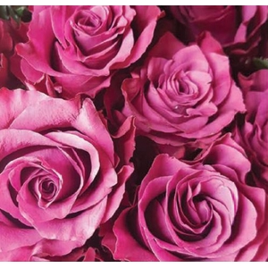 Rosa Purple Blueberry