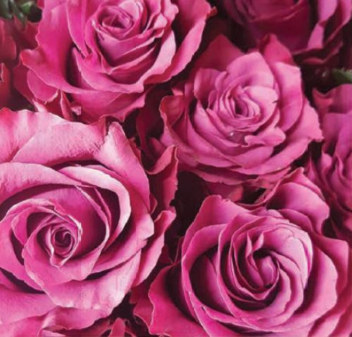 Rosa Purple Blueberry