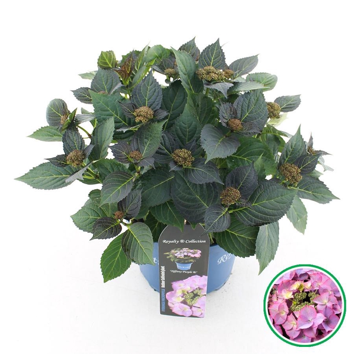 <h4>Hydrangea teller Royalty® 'Tiffany'® Paars C5 (23cm.) Kn.</h4>