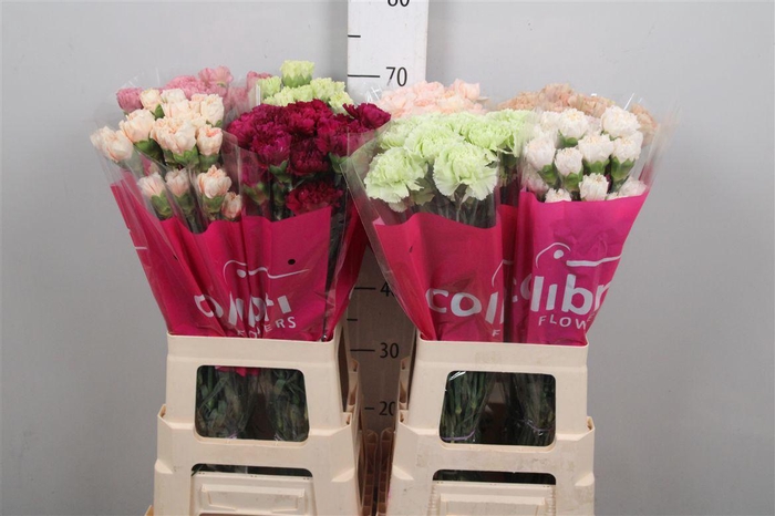 <h4>Di St Gemengd</h4>