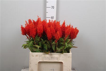 <h4>Cel P Sunday Orange</h4>