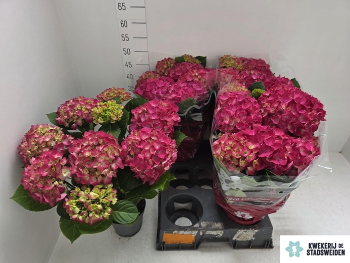 <h4>HYDR M AMSTERDAM</h4>