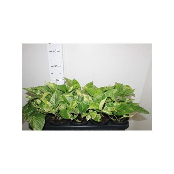 <h4>Epipr Marble Queen</h4>