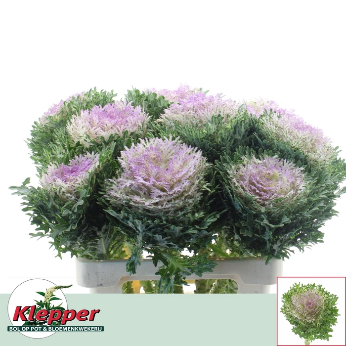 <h4>BRASS CRANE KING</h4>