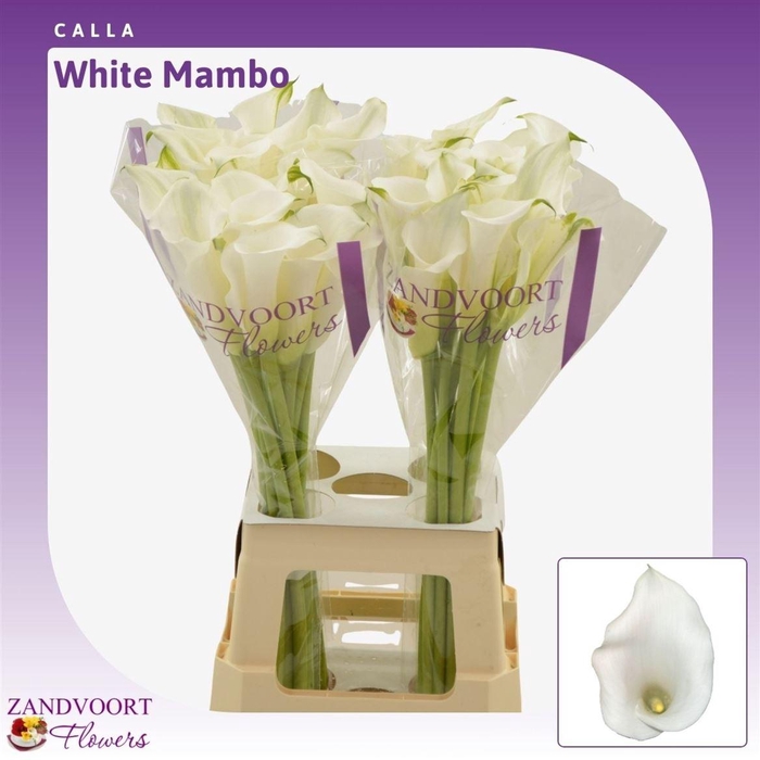<h4>Calla White Mambo</h4>