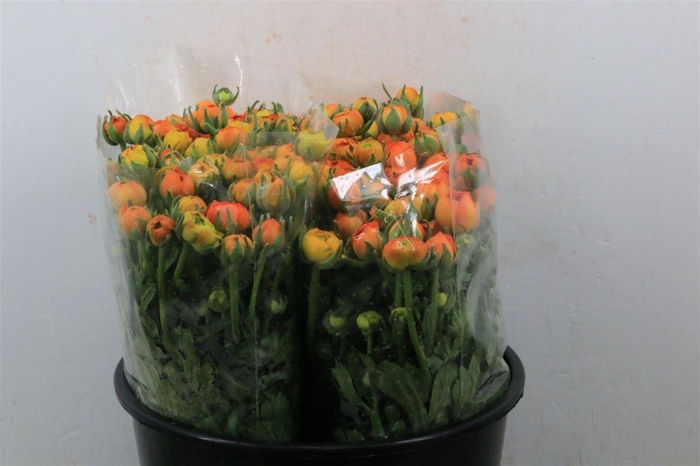 <h4>Ran Elegance Orange</h4>