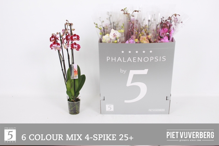 <h4>PHAL GEM 6 KL</h4>