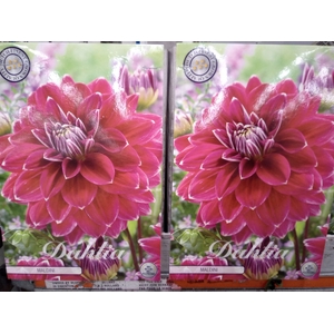 Dahlia   ...flowerbulbs