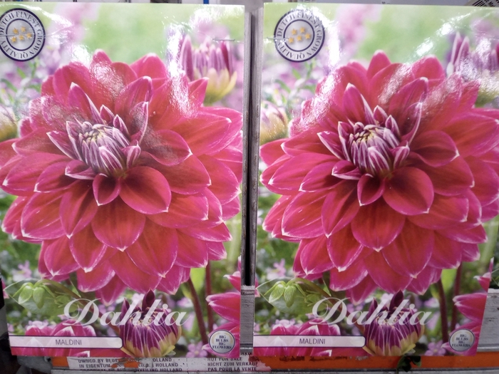 <h4>Dahlia   ...flowerbulbs</h4>