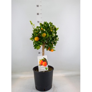 Citrus   ...