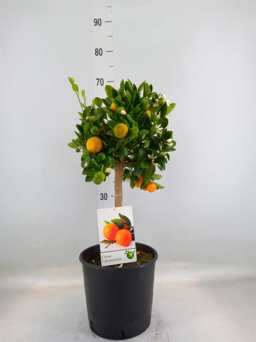 <h4>Citrus   ...</h4>