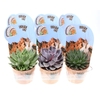Succulenten overig gemengd Potcover indian line, PV12026