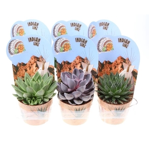 Succulenten overig gemengd Potcover indian line, PV12026