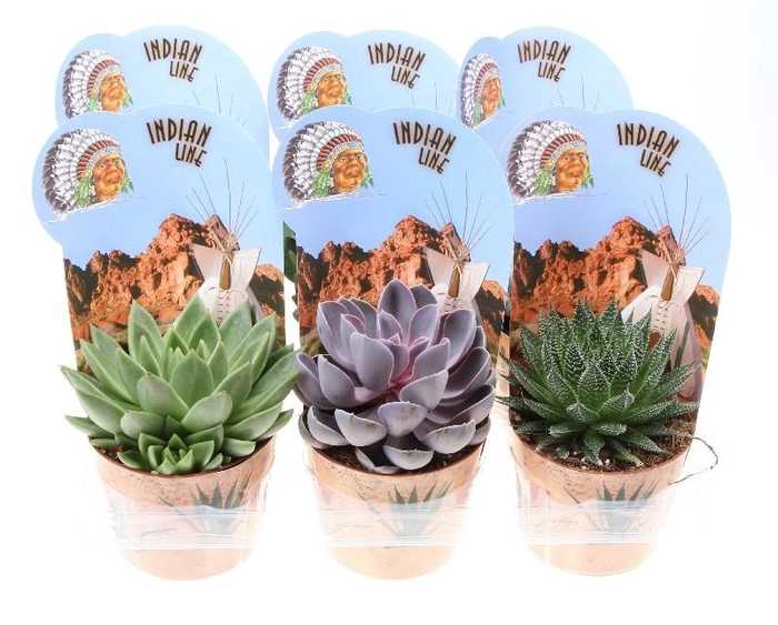 Succulenten overig gemengd Potcover indian line, PV12026