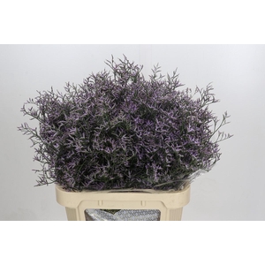 Limonium ov Safora Lilac