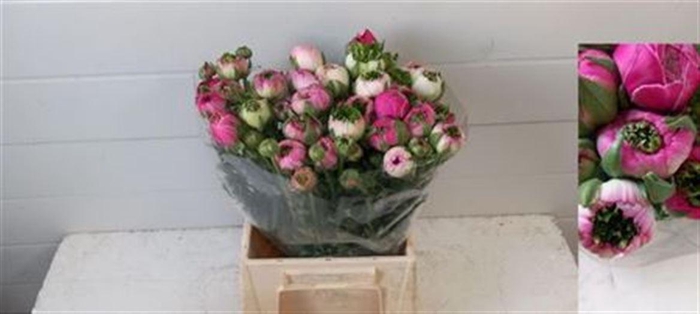 <h4>Ran Azur Porcelaine</h4>