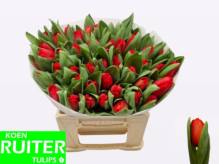 <h4>TU EN ESCAPE</h4>