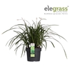 Carex Irish Green P19 - Elegrass