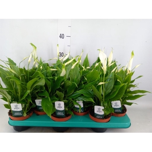 Spathiphyllum 'Chopin'