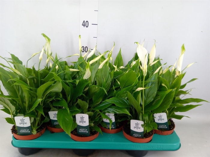 <h4>Spathiphyllum  'Chopin'</h4>