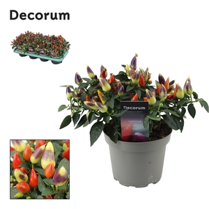Capscium Annuum Torero Multicolour Red