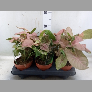 Syngonium podop.