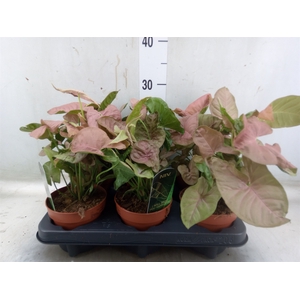 Syngonium podop.